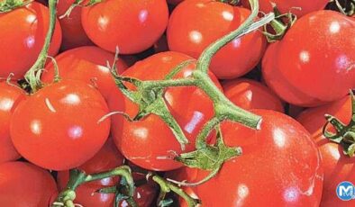 Domates ihracatından 203 milyon dolarlık gelir