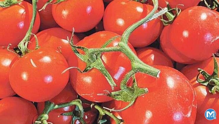 Domates ihracatından 203 milyon dolarlık gelir