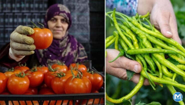 İhracatın kralı domates ve biber oldu