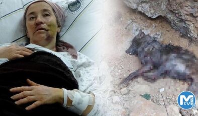 Kurt önce yüzünü ısırmış