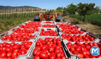 Rusya domates ihracatında kotayı 500 bin tona çıkardı