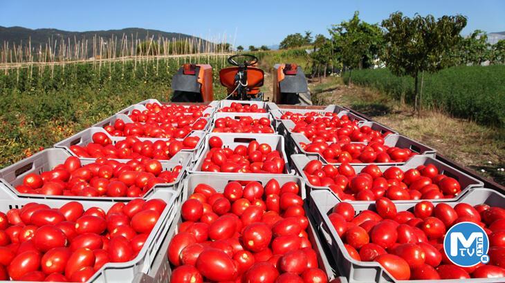 Rusya domates ihracatında kotayı 500 bin tona çıkardı