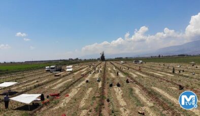 Soğan tarlada 9-10 lira seviyesine düştü