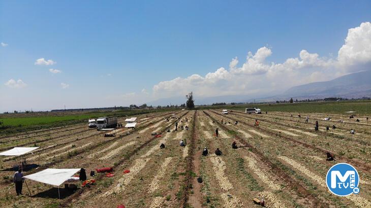 Soğan tarlada 9-10 lira seviyesine düştü