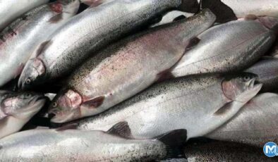 Türk somonu pazar çeşitliliğini artıracak