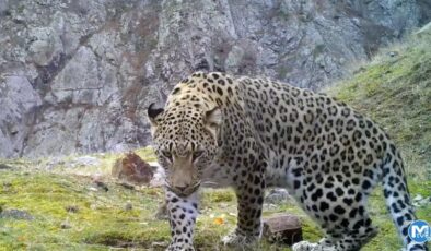 Akdeniz ve Ege’de ‘Anadolu leoparı’ heyecanı