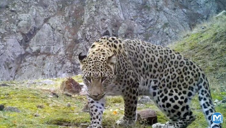 Akdeniz ve Ege’de ‘Anadolu leoparı’ heyecanı