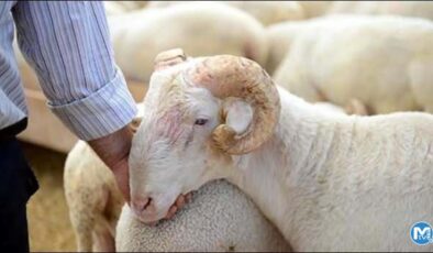 Başkan Erdoğan istedi, Güneydoğu’da küçükbaş sayısı 11 milyona çıktı