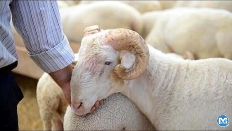 Başkan Erdoğan istedi, Güneydoğu’da küçükbaş sayısı 11 milyona çıktı