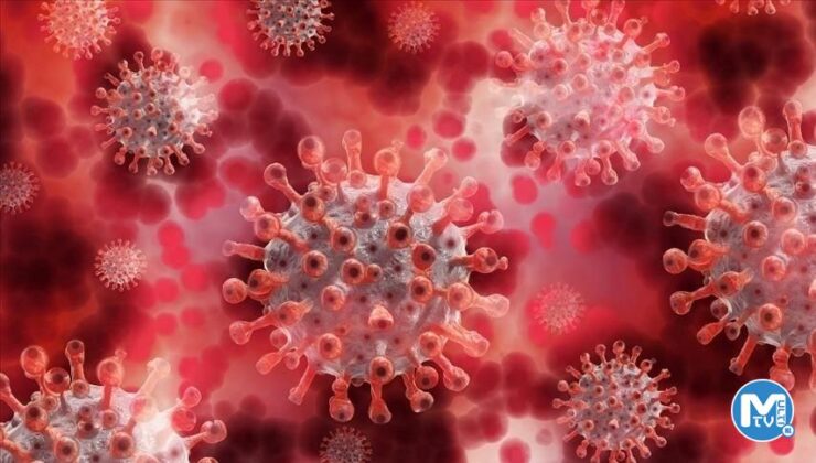 Güney Kore’de ilk yerel maymun çiçeği vakası