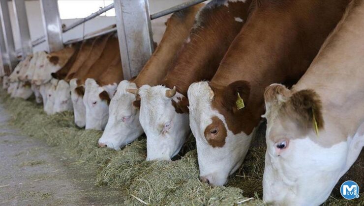 Kurbanlık fiyatlarında büyük artış