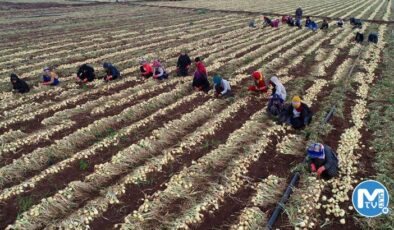 Soğan fiyatları 6-7 liraya kadar düştü, ürünler tarlada kaldı