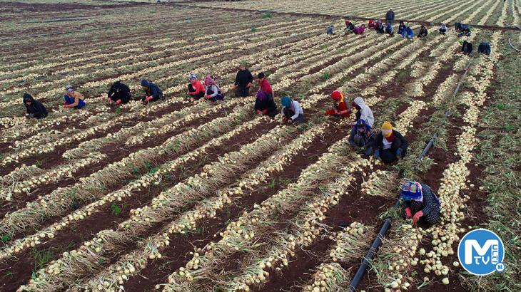 Soğan fiyatları 6-7 liraya kadar düştü, ürünler tarlada kaldı