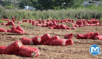 Soğan muhalefetin elinde patladı: Tarlada 4 liraya kadar düştü