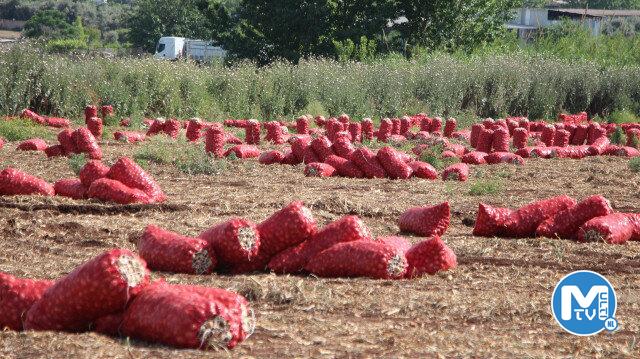 Soğan muhalefetin elinde patladı: Tarlada 4 liraya kadar düştü
