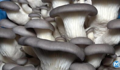 3 mühendis arkadaş birlikte üretiyor! Kilosu 70 liradan satılıyor