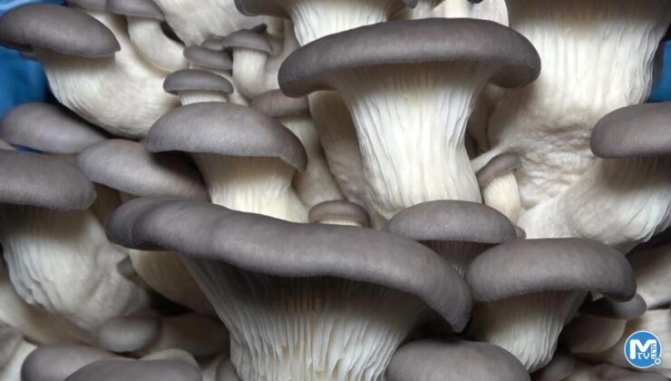 3 mühendis arkadaş birlikte üretiyor! Kilosu 70 liradan satılıyor