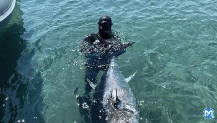 Çanakkale Boğazı’nda zıpkınla 110 kiloluk orkinos avladı