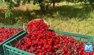 Osmaniye’de ihracatlık kiraz hasadı başladı
