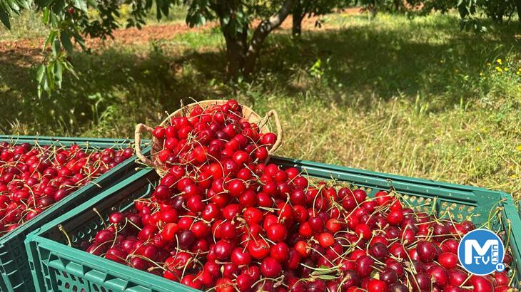 Osmaniye’de ihracatlık kiraz hasadı başladı