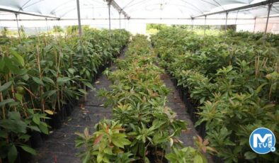 Portakal ağaçları arasında avokado üretimine başladı, şimdi ihracat aşamasında