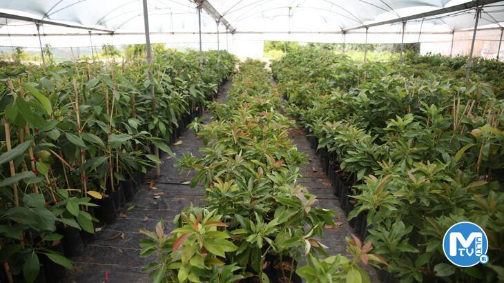 Portakal ağaçları arasında avokado üretimine başladı, şimdi ihracat aşamasında