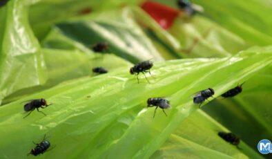 Sineklerden kurtulmak için en etkili 3 yöntem