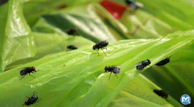 Sineklerden kurtulmak için en etkili 3 yöntem