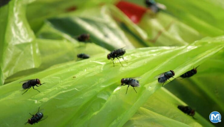 Sineklerden kurtulmak için en etkili 3 yöntem