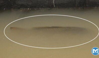 Su kanalında görenleri şoke eden manzara!