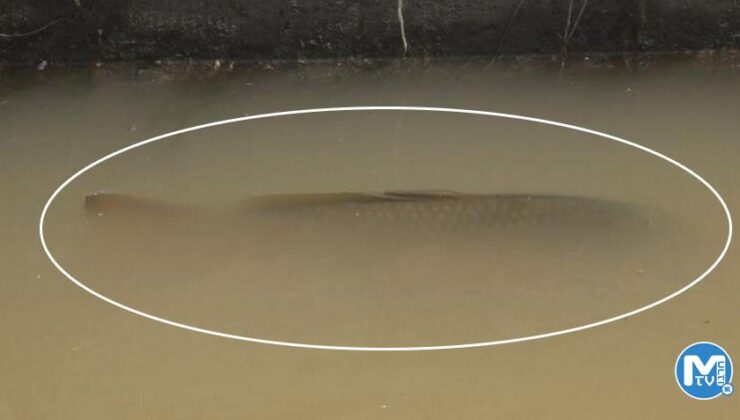 Su kanalında görenleri şoke eden manzara!