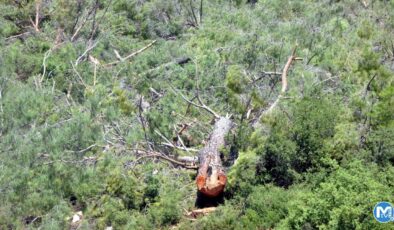 Akbelen’de kesim tamamlandı