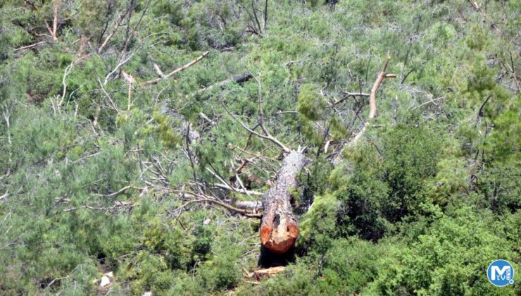 Akbelen’de kesim tamamlandı