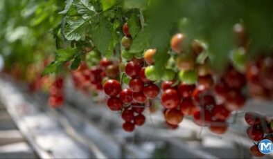 Beyaz petrolden domatese! Türkiye’nin dört bir yanına gönderiliyor