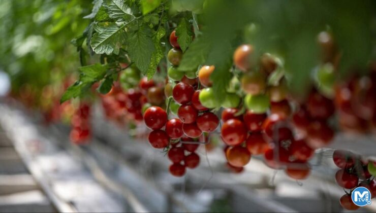 Beyaz petrolden domatese! Türkiye’nin dört bir yanına gönderiliyor