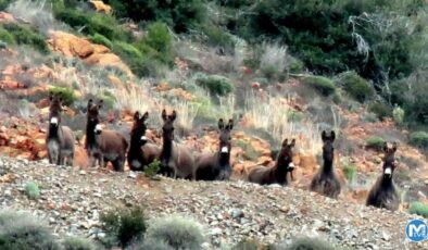 CHP’li Datça Belediyesi’nden ‘ikiyüzlülük’! “Eşekleri beslemeyin, köpekleri besleyin”