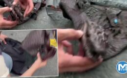 İstanbul’da akılalmaz manzara! Çantadan timsah çıktı