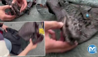 İstanbul’da akılalmaz manzara! Çantadan timsah çıktı