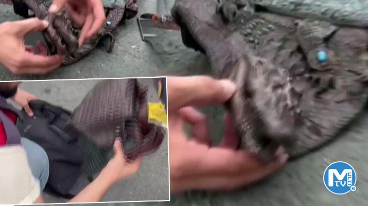 İstanbul’da akılalmaz manzara! Çantadan timsah çıktı